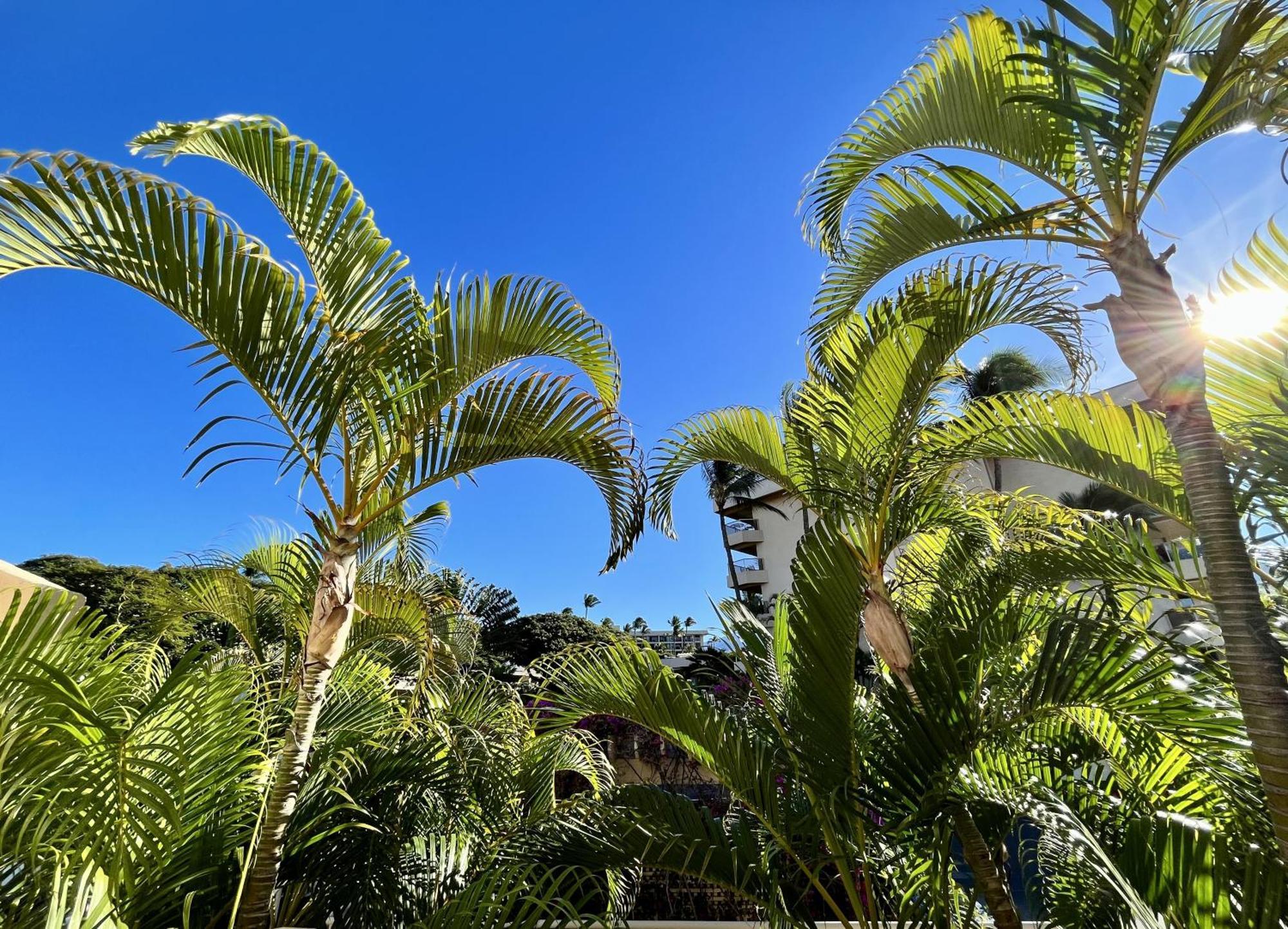 Maui Banyan Villa Wailea  Room photo